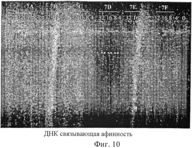 Биодеградируемые катионные полимеры (патент 2440380)