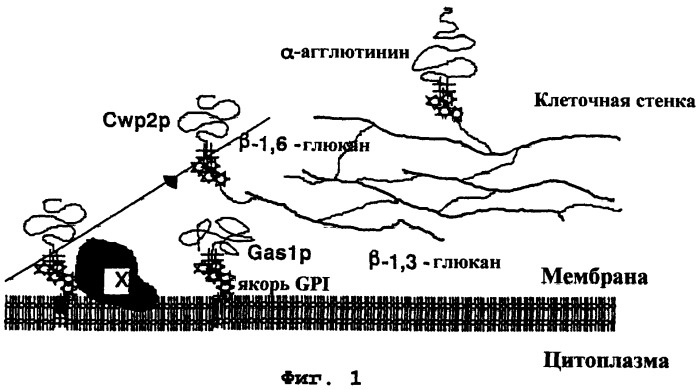 Ген синтеза клеточной стенки грибков (патент 2286387)