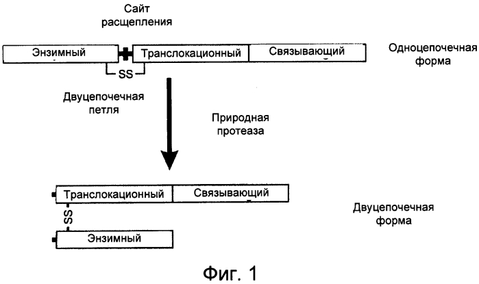 Способы внутриклеточного превращения одноцепочечных белков в их двухцепочечную форму (патент 2569185)