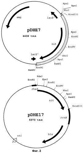 Нитрилаза из rhodococcus rhodochrous ncimb 11216 (патент 2283864)