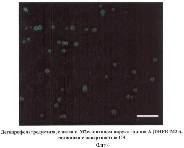 Иммуногенная композиция, содержащая чужеродные антигены на поверхности сферических носителей, полученных при термической денатурации спиральных вирусов (патент 2440140)