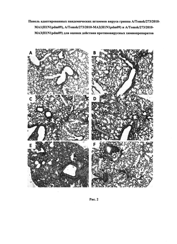 Адаптированные пандемические штаммы вируса гриппа a/tomsk/273/2010-ma1(h1n1pdm09), a/tomsk/273/2010-ma2(h1n1pdm09) и a/tomsk/273/2010-ma3(h1n1pdm09) для оценки действия противовирусных препаратов (варианты) (патент 2605317)