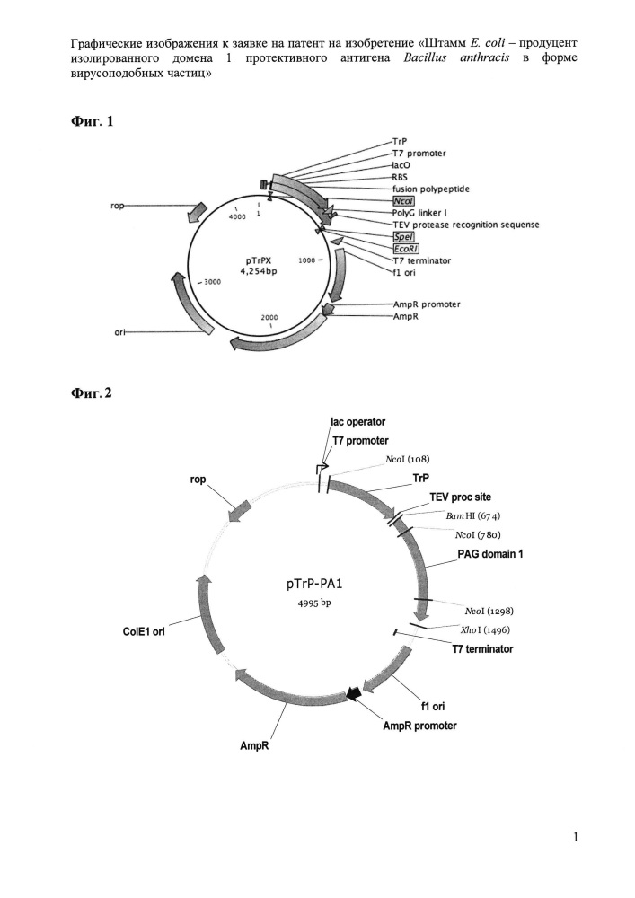 Штамм e. coli - продуцент изолированного домена 1 протективного антигена bacillus anthracis в форме вирусоподобных частиц (патент 2633508)