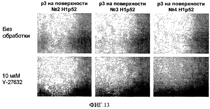 Способы, поверхностно-модифицированные носители и композиции для иммобилизации, культивирования и открепления клеток (патент 2551772)