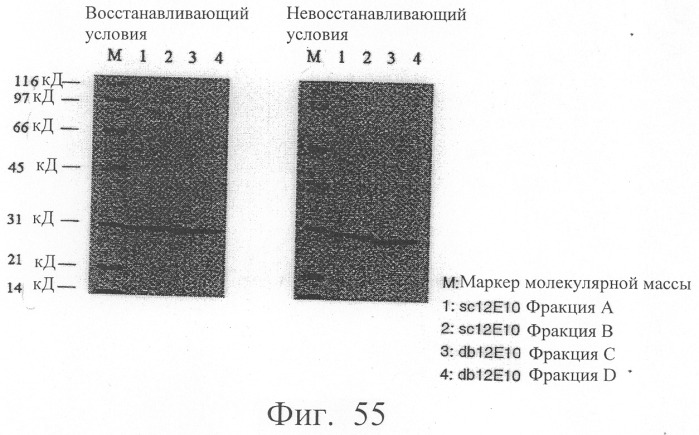 Модифицированное агонистическое антитело (патент 2295537)