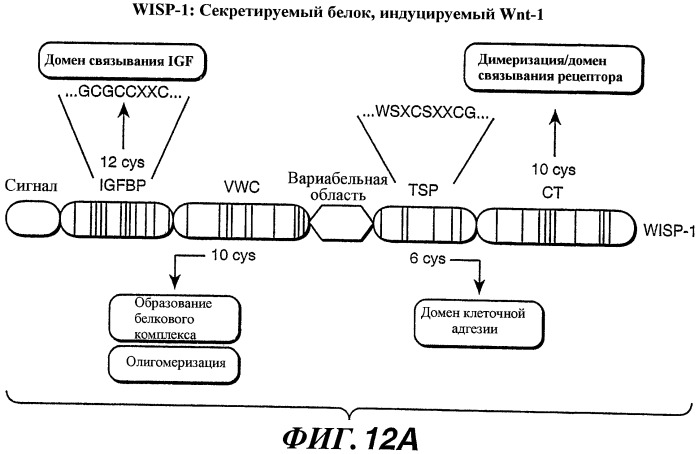 Способы и композиции для модуляции и обнаружения активности wisp (патент 2412201)