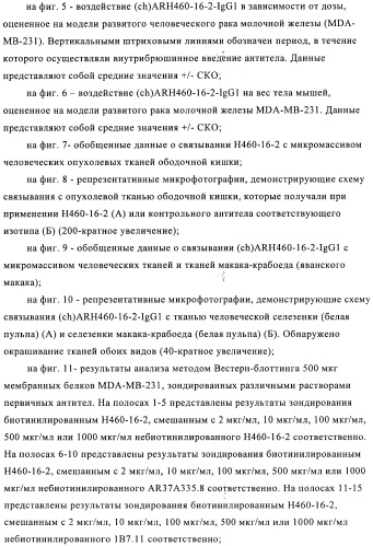 Химерные и гуманизированные антитела к cd44, которые опосредствуют цитотоксичность в отношении раковых клеток (патент 2487723)