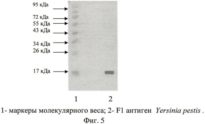 Штамм гибридных культивируемых клеток животных mus musculus 13f8 - продуцент моноклональных антител, специфичных к капсульному f1 антигену yersinia pestis (патент 2460788)