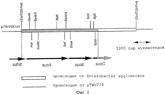 Штамм enterobacter agglomerans, способ получения l-глутаминовой кислоты (варианты) и способ получения микроорганизма для выработки l-глутаминовой кислоты (патент 2261272)