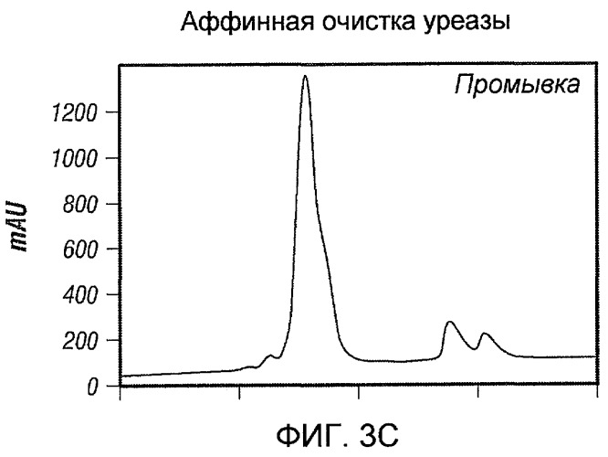 Использование уреазы для ингибирования роста раковых клеток (патент 2326691)
