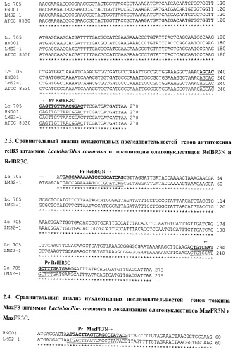 Способ идентификации лактобацилл (патент 2526576)