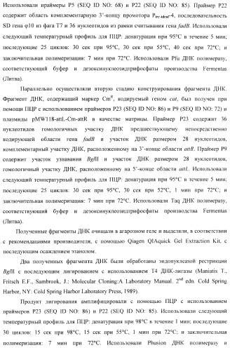 Бактерия - продуцент 1-бутанола и способ получения 1-бутанола (патент 2431672)