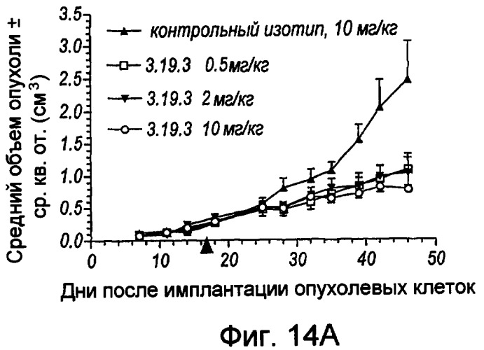 Антитела против ангиопоэтина-2 и их применение (патент 2394839)