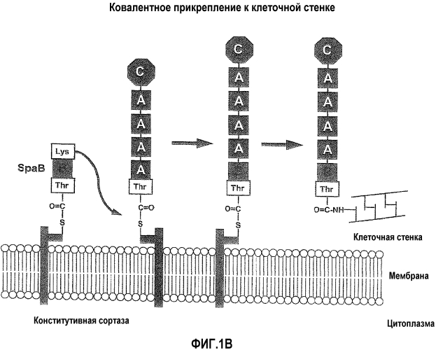 Новые пептиды и способы их получения (патент 2583579)