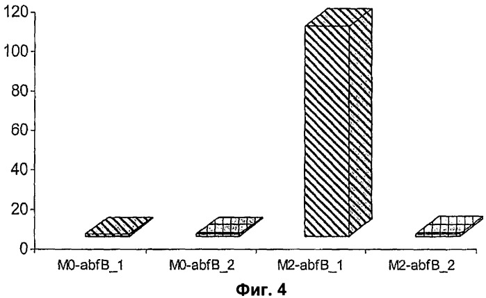 Ген abfb-1 penicillium funiculosum (патент 2388824)