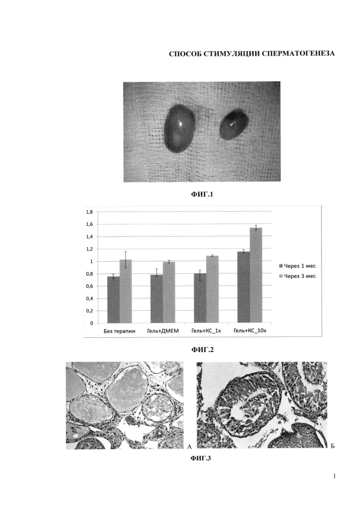 Способ стимуляции сперматогенеза (патент 2652902)