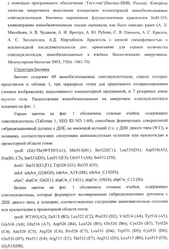 Способ одновременного обнаружения микобактерий туберкулезного комплекса и идентификации мутаций в днк микобактерий, приводящих к устойчивости микроорганизмов к рифампицину и изониазиду, на биологических микрочипах, набор праймеров, биочип и набор олигонуклеотидных зондов, используемые в способе (патент 2376387)