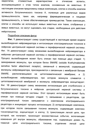 Иммунологические анализы активности ботулинического токсина серотипа а (патент 2491293)