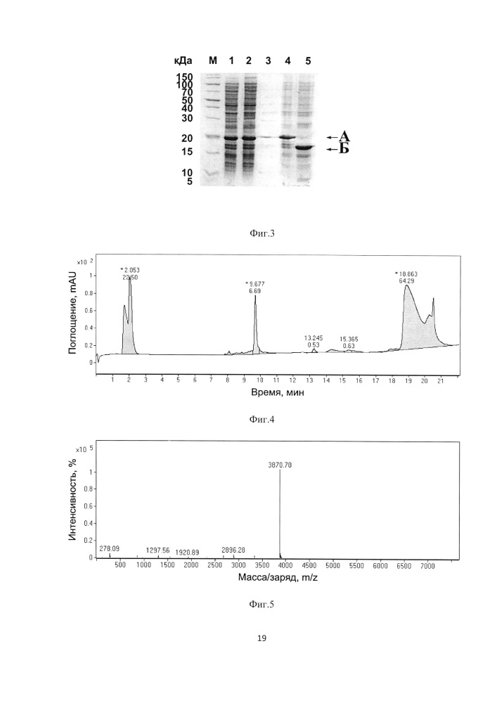 Штамм е. coli bl21(de3)/ptev-tms - продуцент гибридного белка trxtevrs-tms, предназначенного для протеолитического расщепления с образованием антиангиогенного пептида тумастина, производного фрагмента [l69k-95] тумстатина человека, и способ получения рекомбинантного антиангиогенного пептида (патент 2625008)