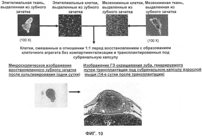 Способ формирования зуба, зубной ряд и способ формирования ткани (патент 2428140)