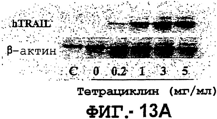 Антитело, обладающее селективностью по отношению к рецептору лиганда, индуцирующему апоптоз, ассоциированный с фактором некроза опухоли, и его использование (патент 2298013)