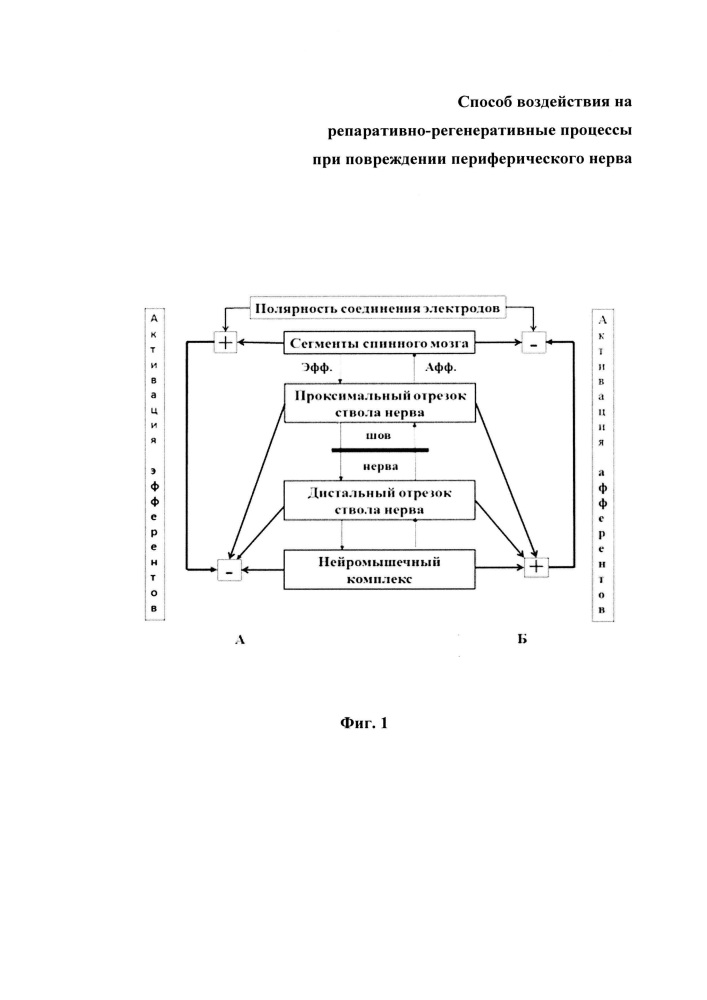 Способ воздействия на репаративно-регенеративные процессы при повреждении периферического нерва (патент 2636904)