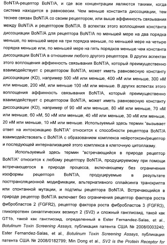 Иммунологические анализы активности ботулинического токсина серотипа а (патент 2491293)