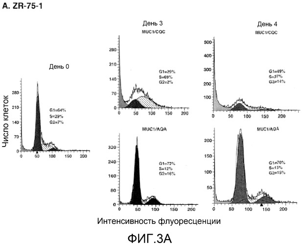 Пептиды цитоплазматического домена белка muc-1 в качестве ингибиторов раковых заболеваний (патент 2539832)