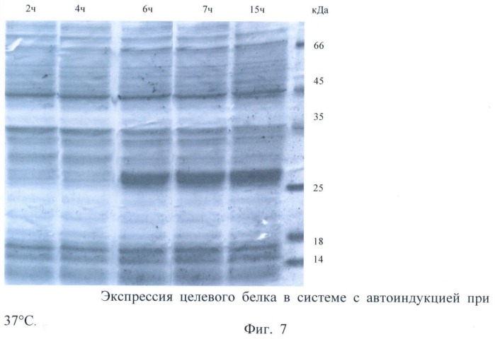 Штамм escherichia coli bl21(de3)/pafp11d3 - продуцент фрагмента с 404 по 609 аминокислоту альфа-фетопротеина человека (патент 2422512)