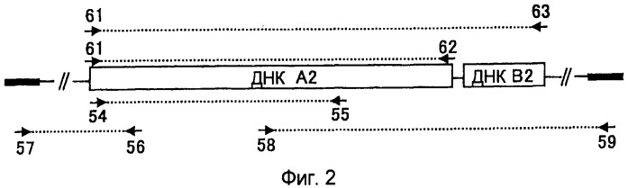 Метаболизирующий гербицид белок, его ген и их применение (патент 2532104)