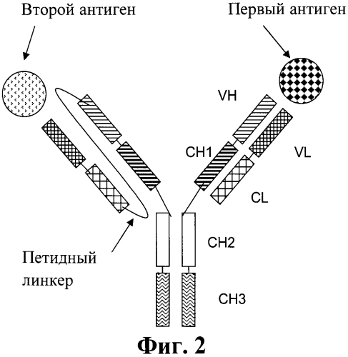Биспецифические антитела (патент 2573588)