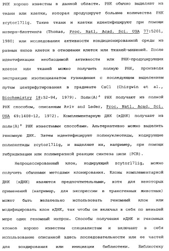 Новый лиганд рецептора цитокина zcytor17 (патент 2360923)