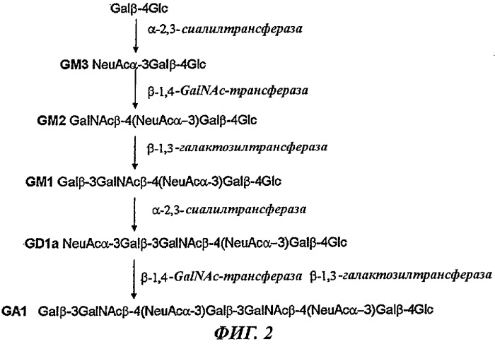 Способ получения сиалилированных олигосахаридов (патент 2473695)