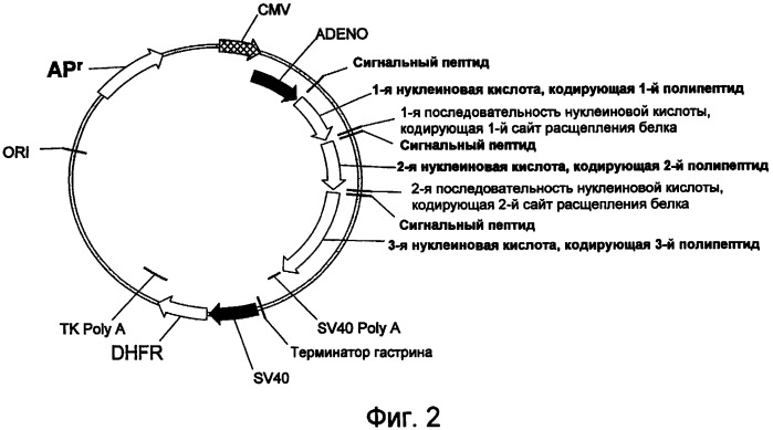 Экспрессия множества генов, включая sorf-конструкции, и способы экспрессирования иммуноглобулина (патент 2478709)