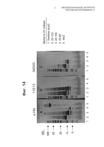 Моноклональное антитело против интерлейкина-31 (патент 2588462)