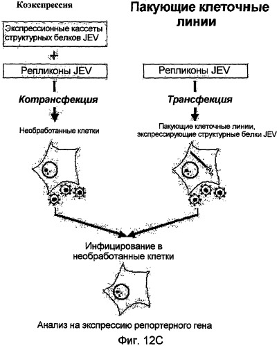 Новая полноразмерная геномная phk вируса японского энцефалита, полученная из нее инфекционная кднк jev и их применение (патент 2307872)