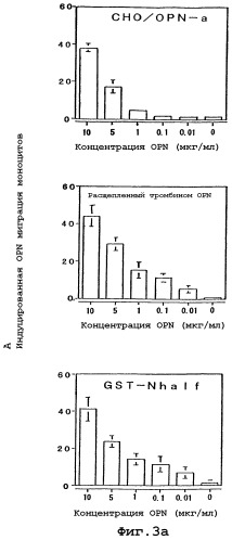 Антитело против остеопонтина и его применение (патент 2299888)