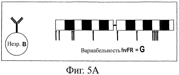 Способы модификации антител и модифицированные антитела с улучшенными функциональными свойствами (патент 2540150)