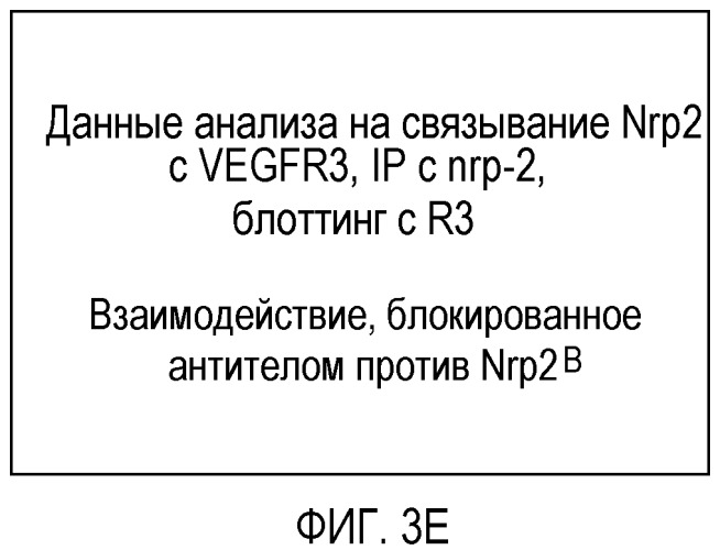 Ингибирование метастазов опухоли антителами против нейропилина-2 (патент 2437677)