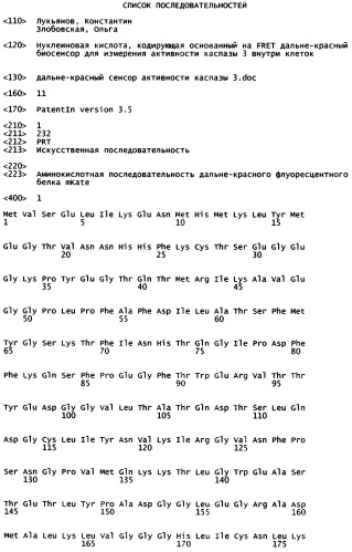 Нуклеиновая кислота, кодирующая основанный на fret дальне-красный биосенсор для измерения активности каспазы 3 внутри клеток (патент 2535981)