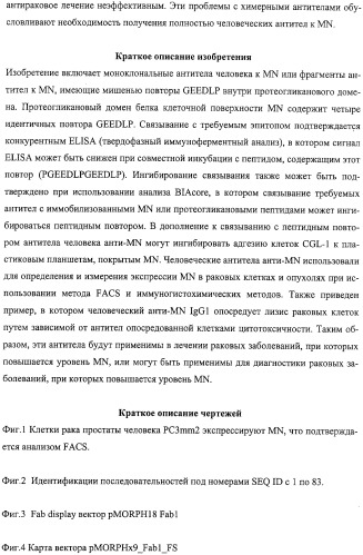 Антитела человека, обладающие активностью связывания c mn и нейтрализации клеточной адгезии (патент 2317998)