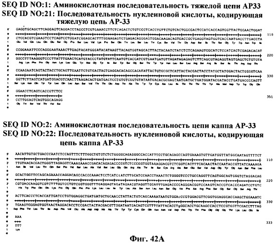Антитела против вируса гепатита с (патент 2462475)