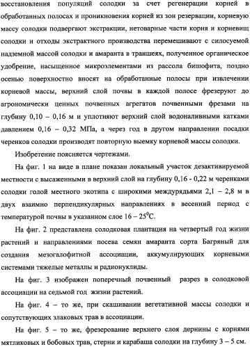 Фиторемедиационный способ очистки почв от тяжелых металлов (патент 2338353)