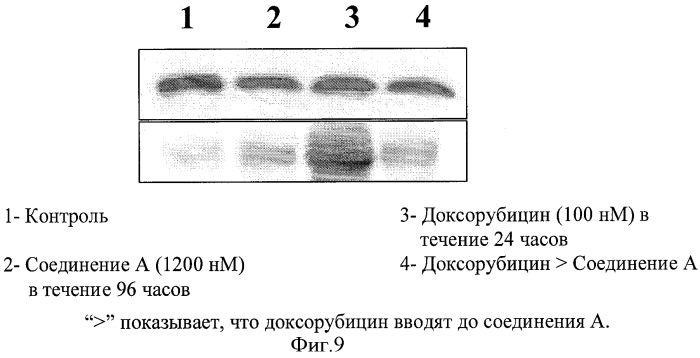 Синергическая фармацевтическая комбинация для лечения рака (патент 2438664)