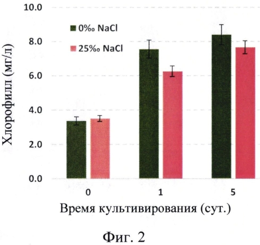 Штамм микроводоросли haematococcus pluvialis - продуцент натурального астаксантина (патент 2573944)