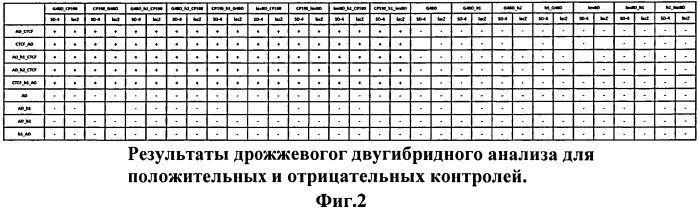Модифицированная дрожжевая двугибридная система для эффективного исследования взаимодействия между белками и их доменами. (патент 2529356)