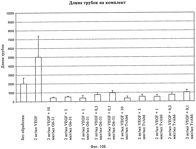 Биспецифические анти-vegf/анти-ang-2 антитела (патент 2542382)