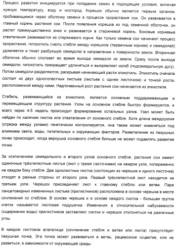 Улучшенная трансформация сои (патент 2389797)