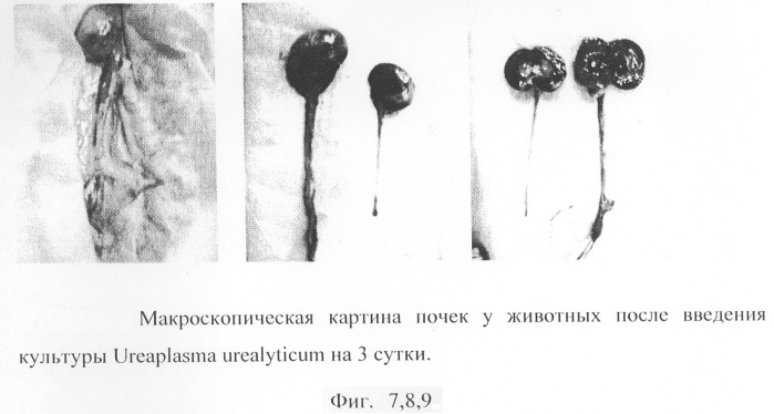 Способ моделирования пиелонефрита (патент 2289852)