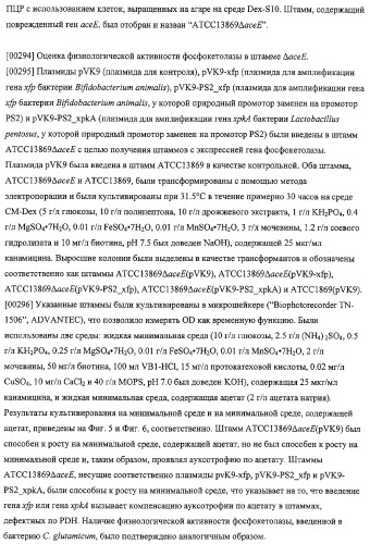 Использование фосфокетолазы для продукции полезных метаболитов (патент 2322496)